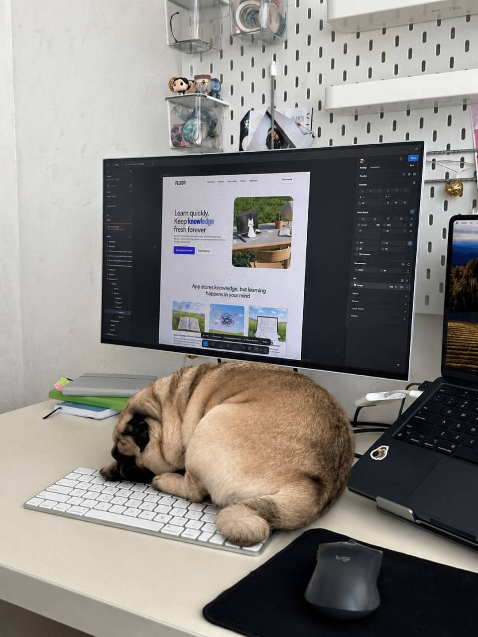Fluxo landing page open in Figma on a desk monitor, with a pug asleep on the keyboard